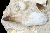 Two Rooted Mosasaur Teeth With Crow Shark Tooth #78092-3